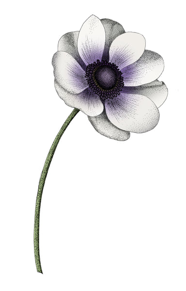 ANEMONE COLOUR