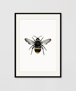 BEE COLOUR