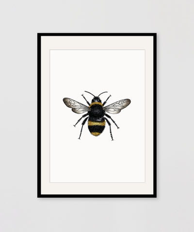 BEE COLOUR