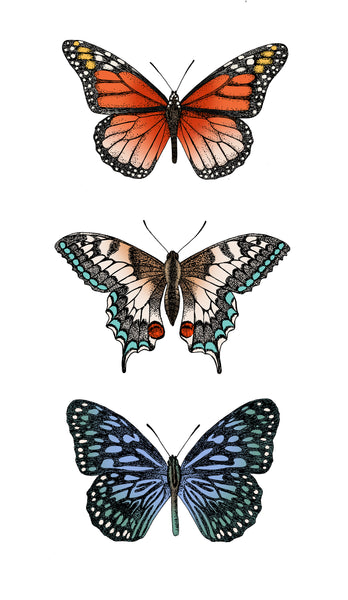 BUTTERFLIES COLOUR