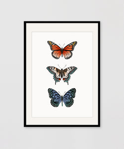 BUTTERFLIES COLOUR