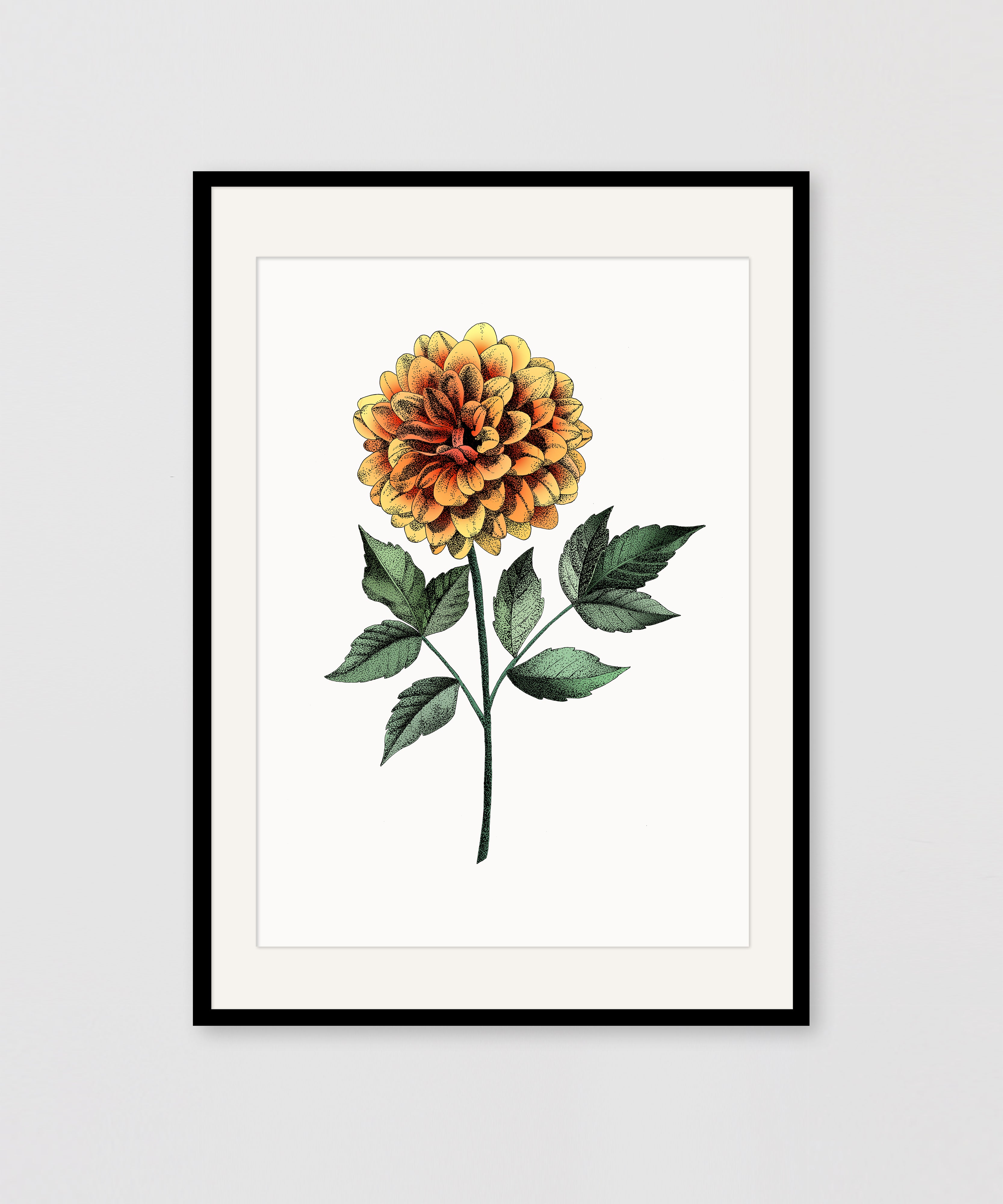DAHLIA COLOUR – Alpha Beta Studio