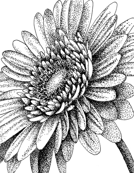 GERBERA