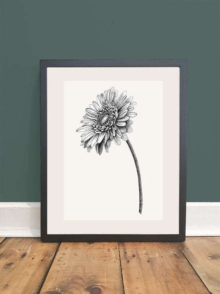 GERBERA