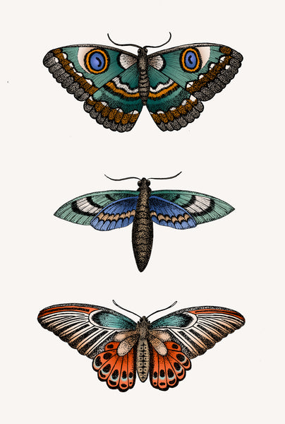 MOTHS COLOUR