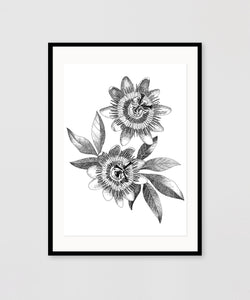 PASSION FLOWER