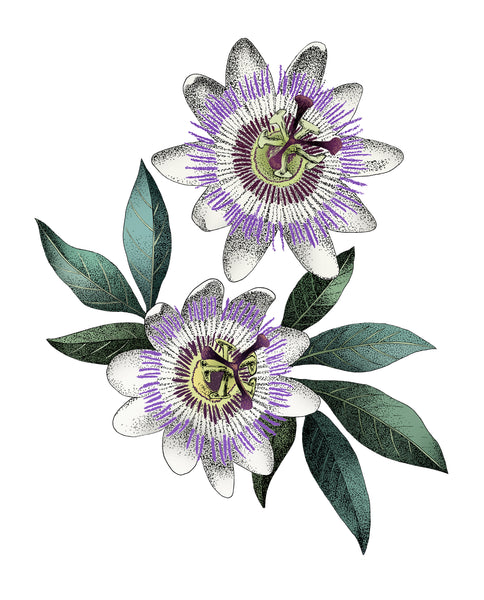 PASSION FLOWER COLOUR